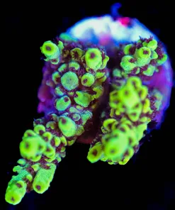 Wysiwyg Acropora Frag  [F176]