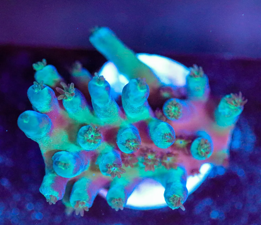 Frag Box Corals