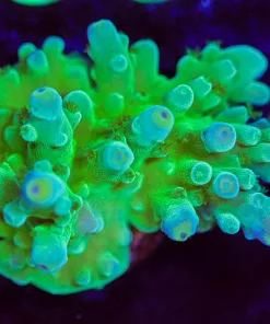 Wysiwyg Green Dragon Tort Frag [F185]