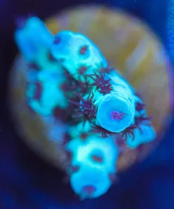 Wysiwyg  Acropora Saramentosa Frag [F200]