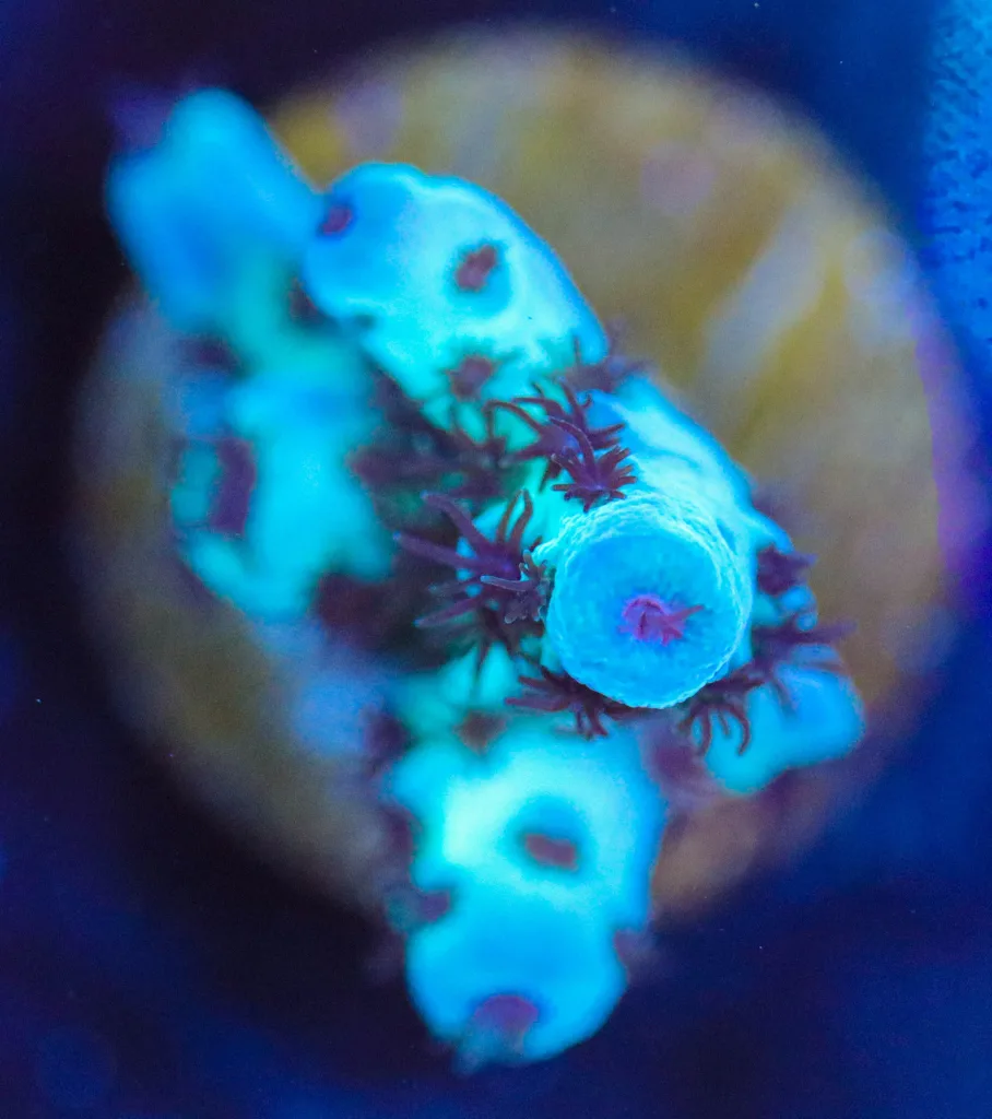 Frag Box Corals