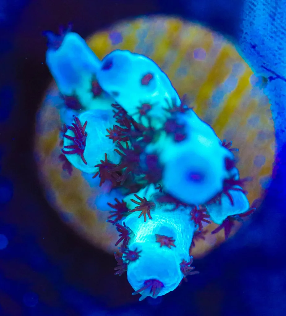 Frag Box Corals