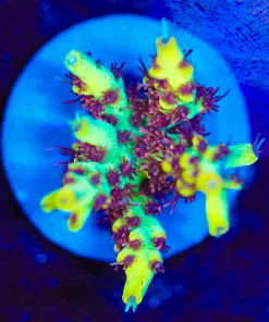 Wysiwyg Acropora 'Pink Lemonade'  Frag [F201]