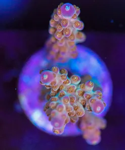 Wysiwyg  Acropora  Frag  [F215]