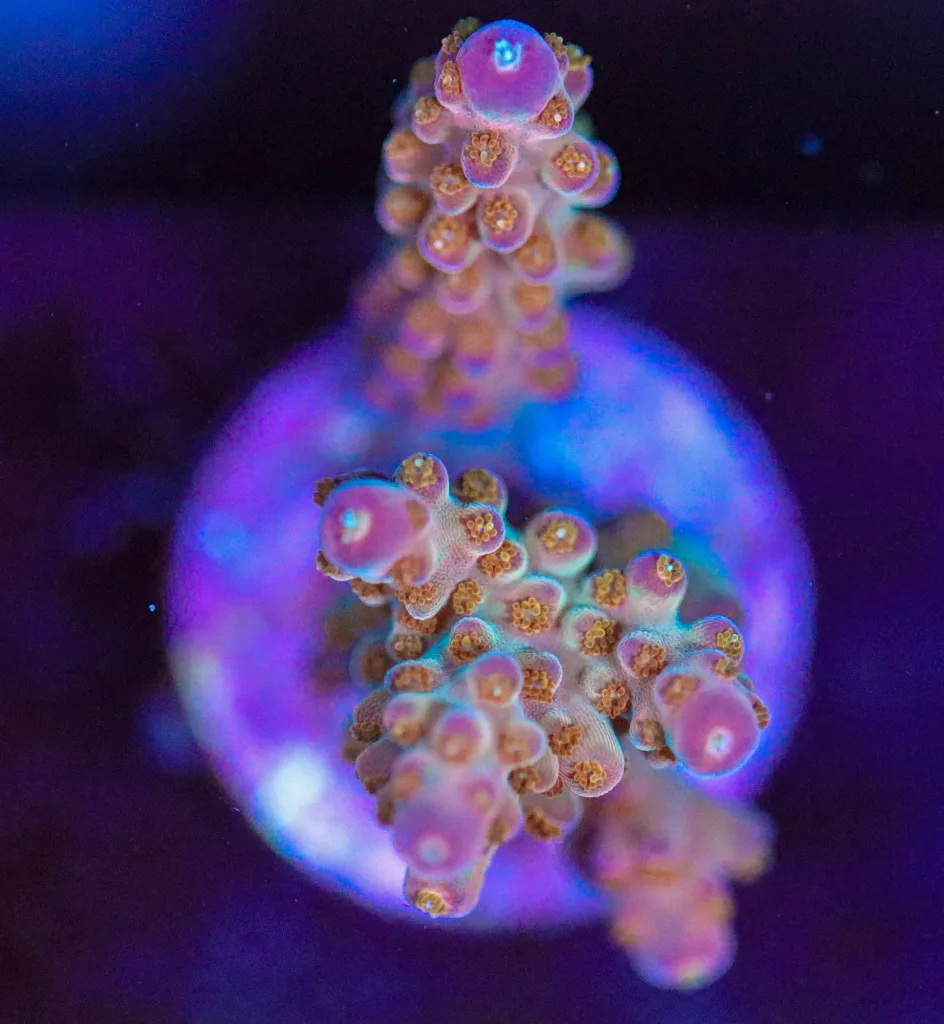 Frag Box Corals