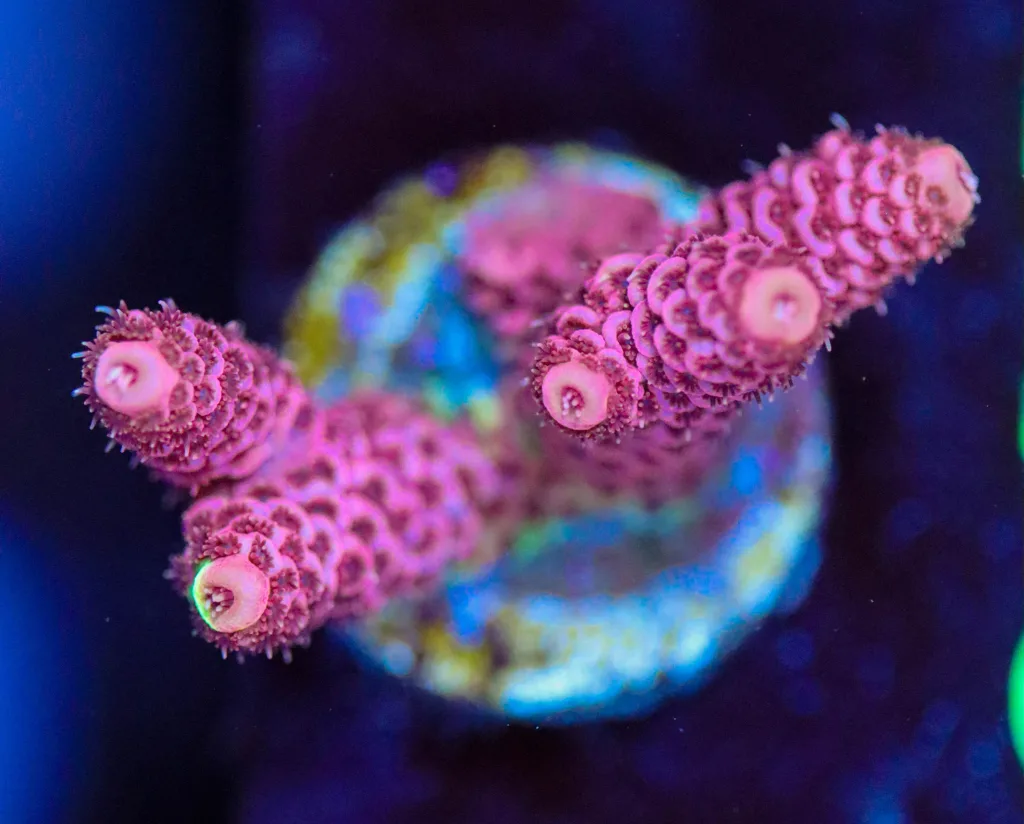 Frag Box Corals