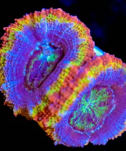 Wysiwyg Acan Frag  [F18]