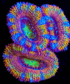 Wysiwyg Multicolour Acan Frag [F23]