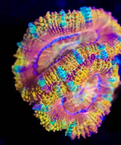 Wysiwyg Acan Frag [F25]