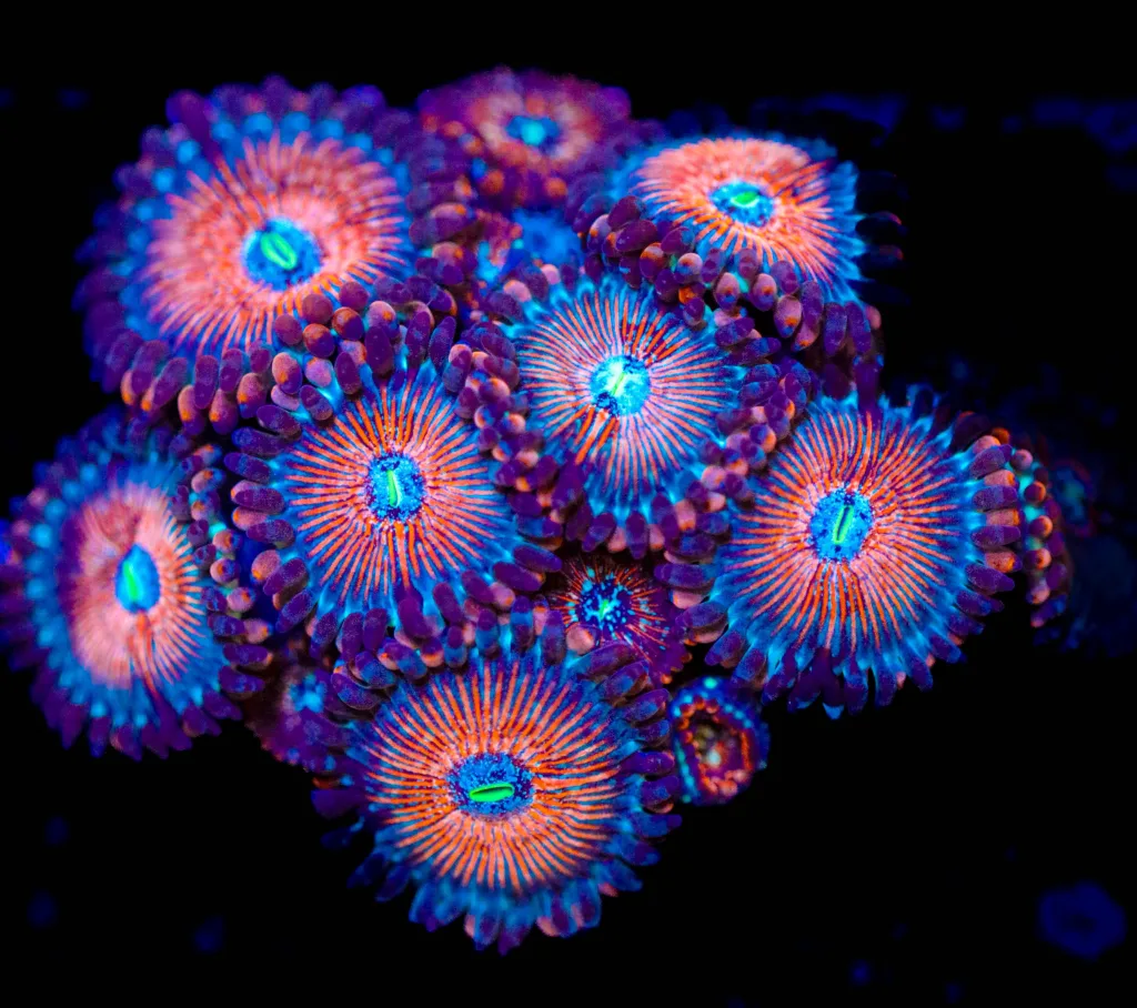 Frag Box Corals
