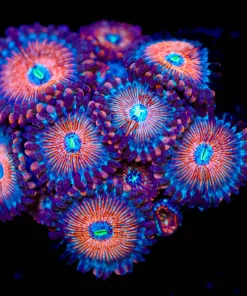 Wysiwyg Agave Zoanthid Mini Colony [F28]