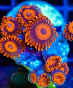 Wysiwyg Orange Oxide Zoanthid Frag [F66]