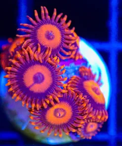 Wysiwyg Orange Oxide Zoa Frag [F67]