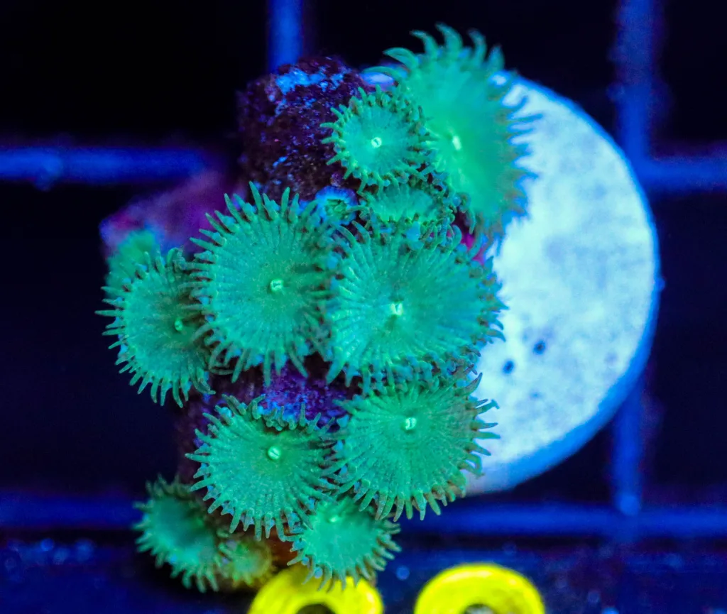 Frag Box Corals