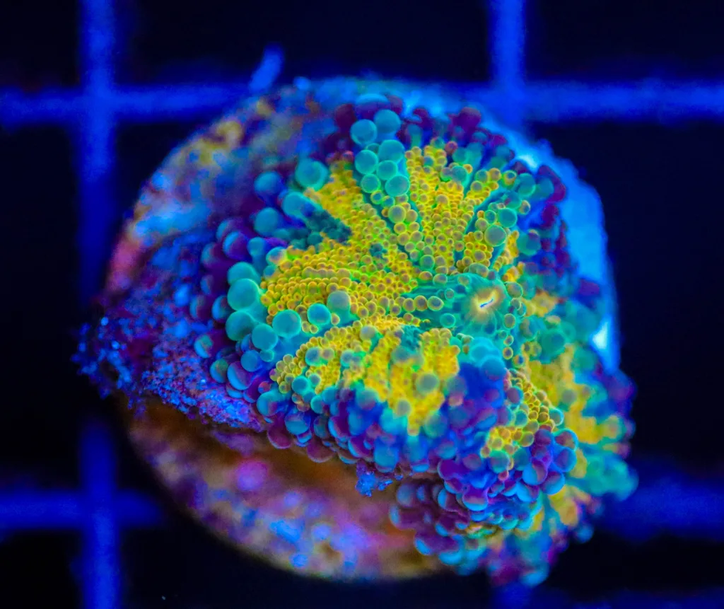 Frag Box Corals