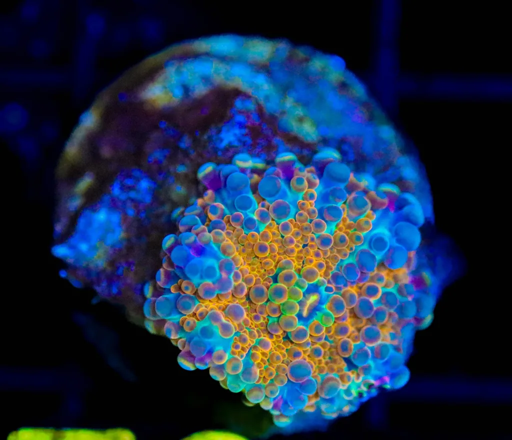 Frag Box Corals