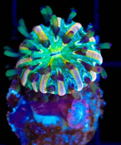 Wysiwyg Diaseris Plate Frag   [F87]