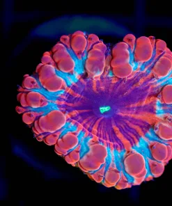 Wysiwyg Blastomussa Frag [F92]