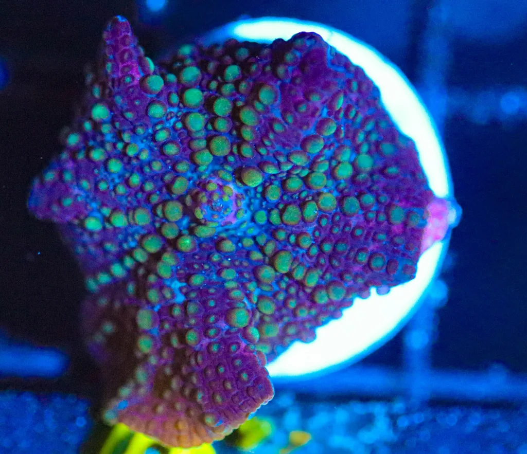 Frag Box Corals