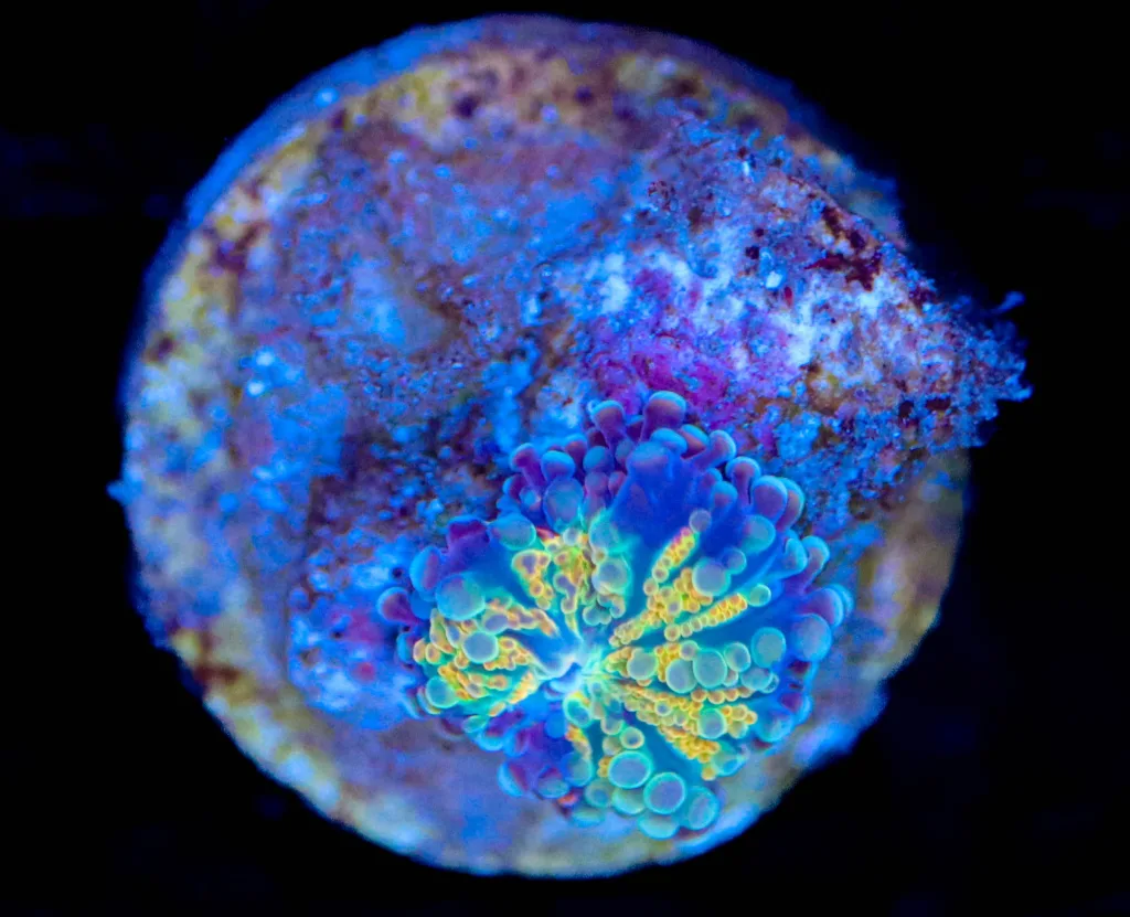 Frag Box Corals