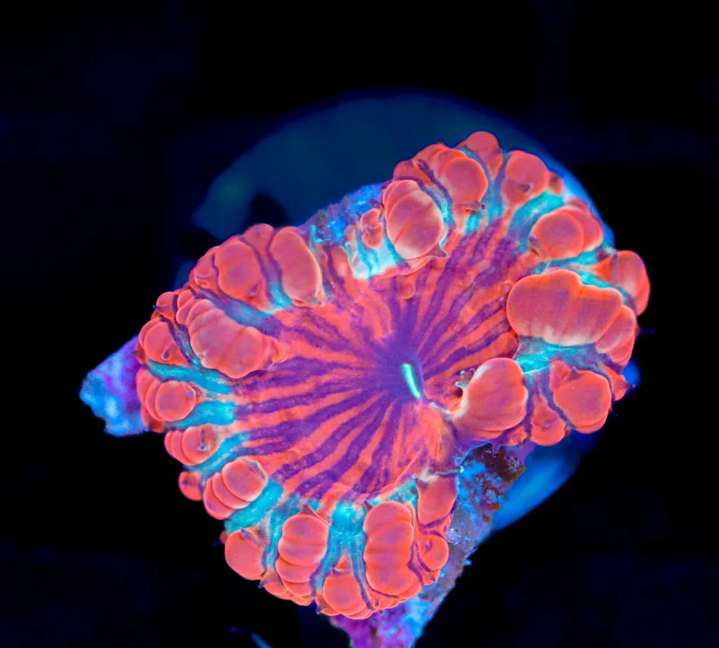 Frag Box Corals