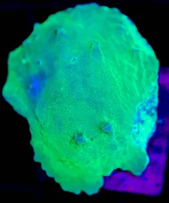 Wysiwyg Cabbage Leather Coral Frag  [F114]