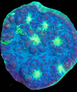 Wysiwyg Chalice Frag  [F115]