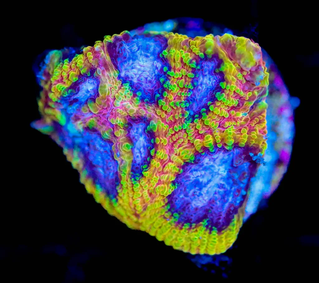 Frag Box Corals