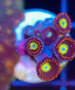 Wysiwyg Zoanthid  Frag [F65]