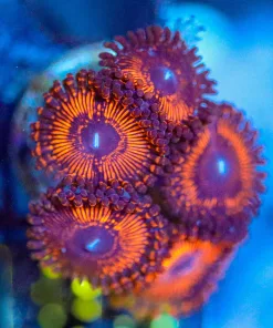 Wysiwyg Lava Zoanthid Frag [F105]