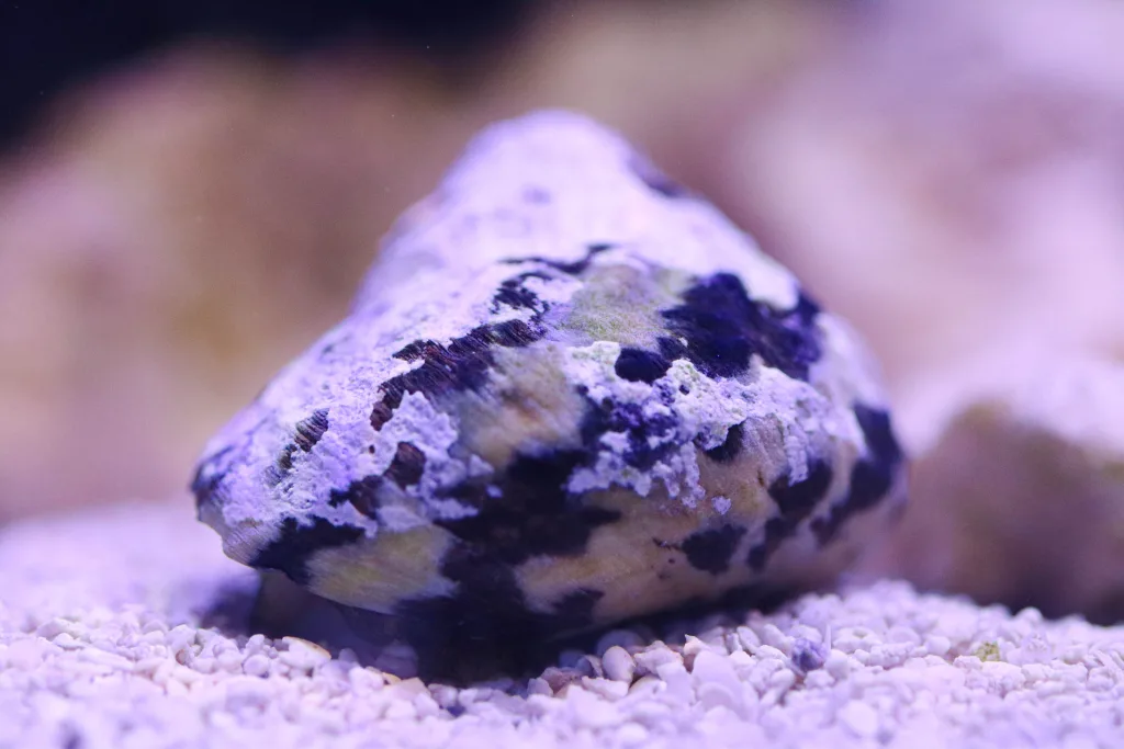 Frag Box Corals