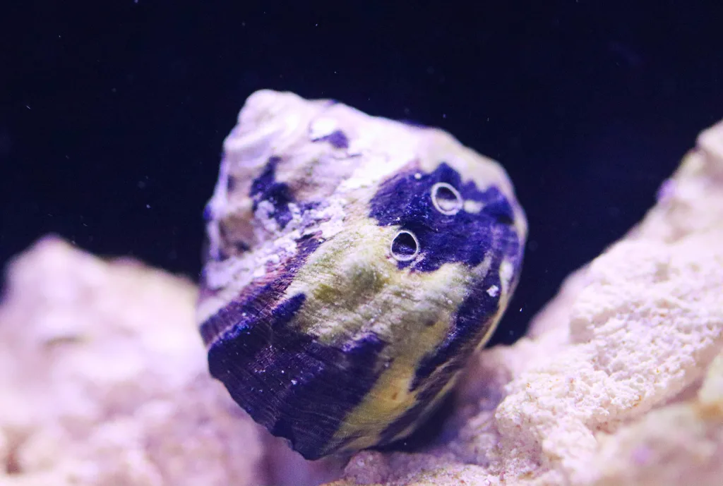 Frag Box Corals