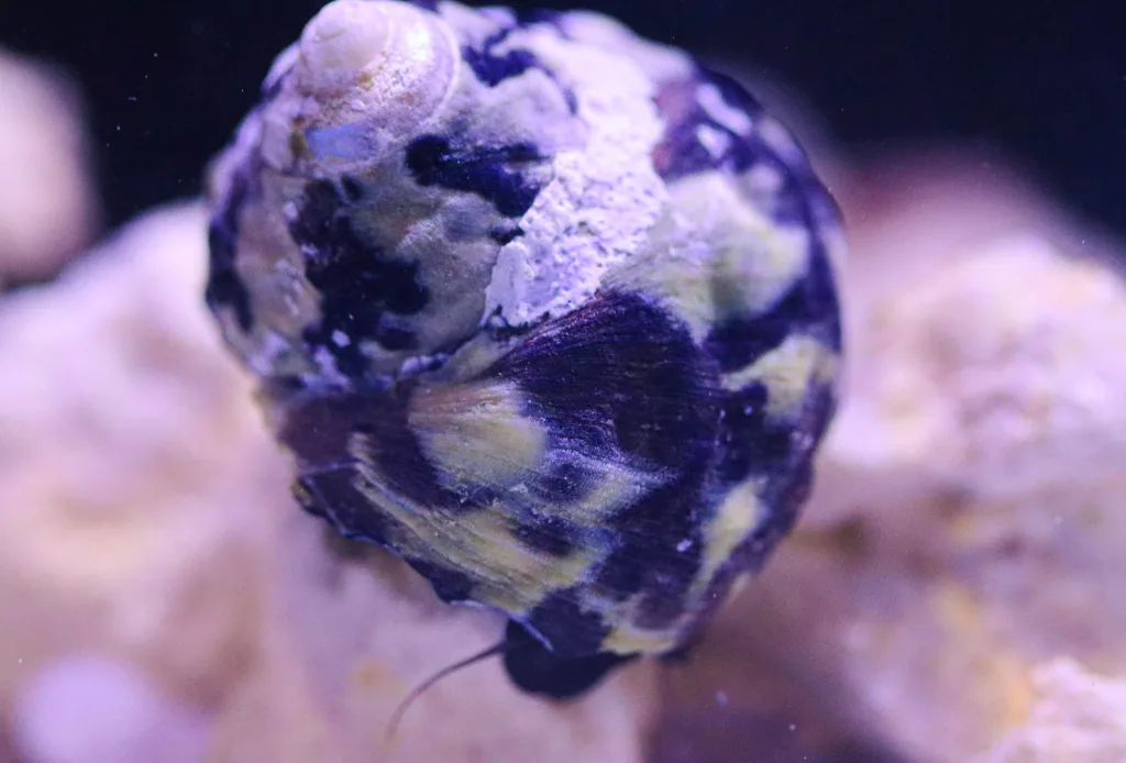 Frag Box Corals