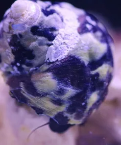 Zebra Turbo Snail