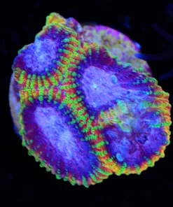 Rainbow Wolverine Favia Frag (Row #32) * Free Shipping! Minimum $199 livestock spend*