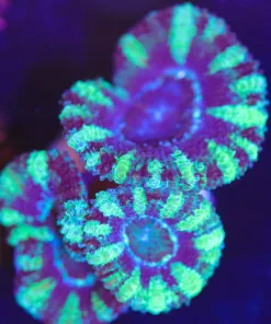 Convict Acan Frag (Row #61:B)