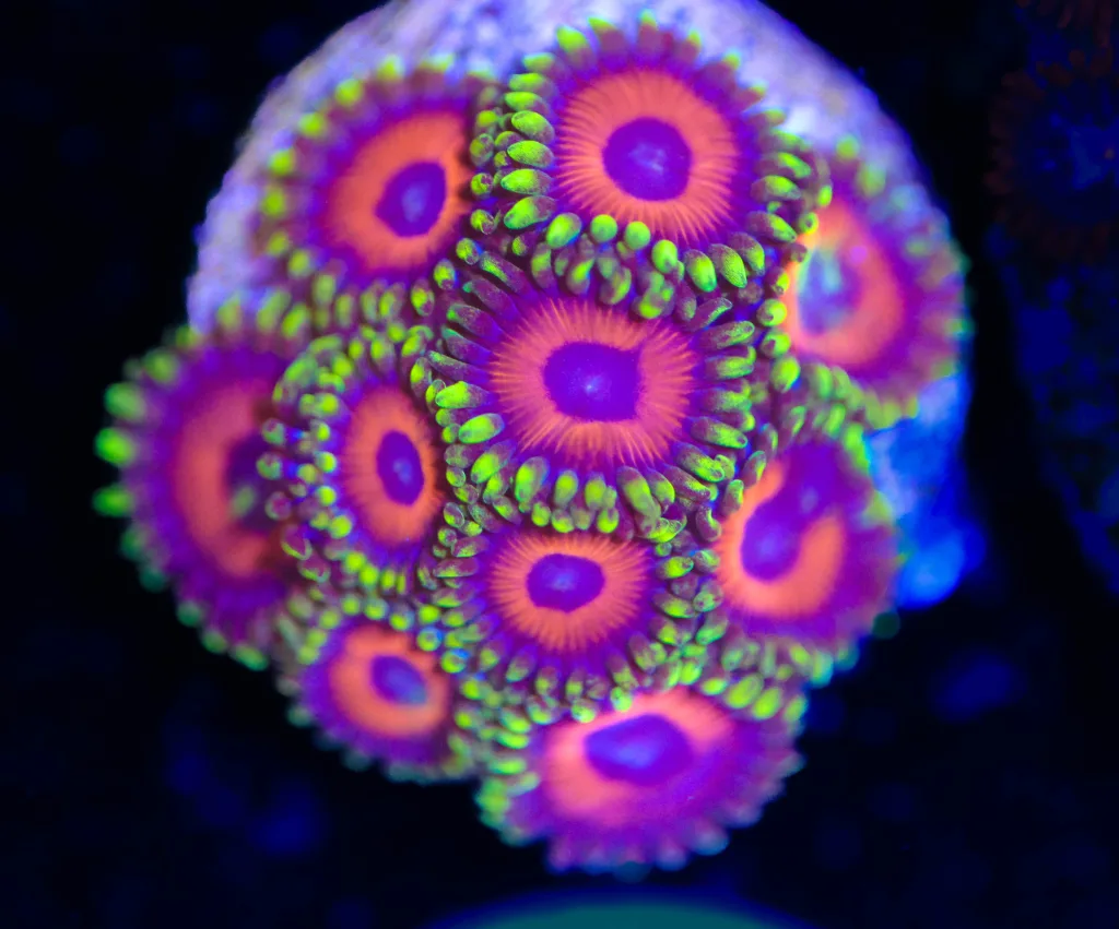 Frag Box Corals