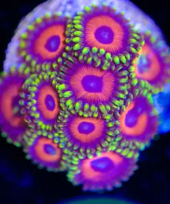 Eagle Eye  Zoanthid Frag (Row #1)