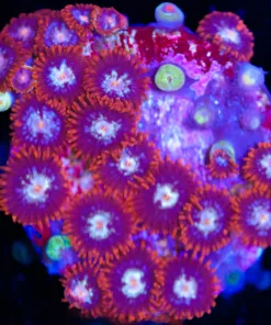 Large Fire n Ice Zoanthid Frag (Row #2)