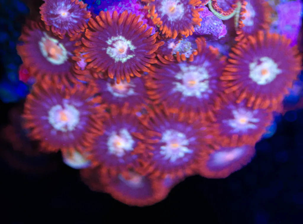 Frag Box Corals
