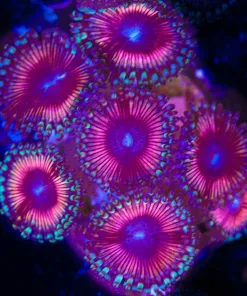 Bubblegum Zoanthid Frag (Row #4)