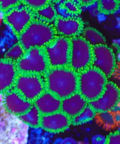 Massive Joker Zoanthid Frag (Row #7:B)