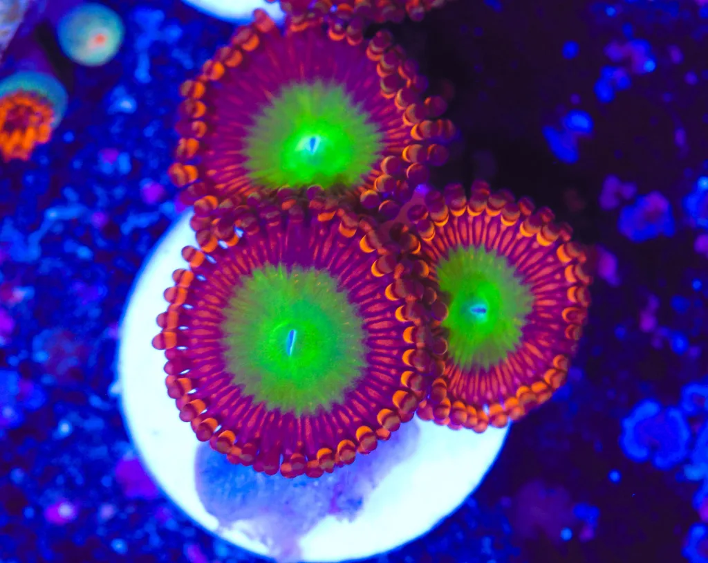 Frag Box Corals