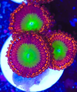 Large Head Red Goblin Zoanthid Frag (Row #10)