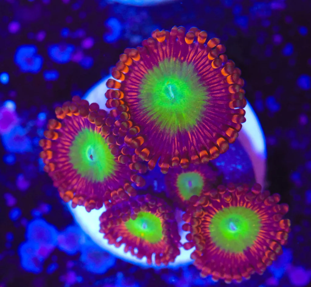 Frag Box Corals