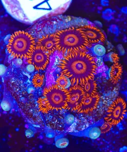 Large Orange Oxide Zoa Frag (Row #11)