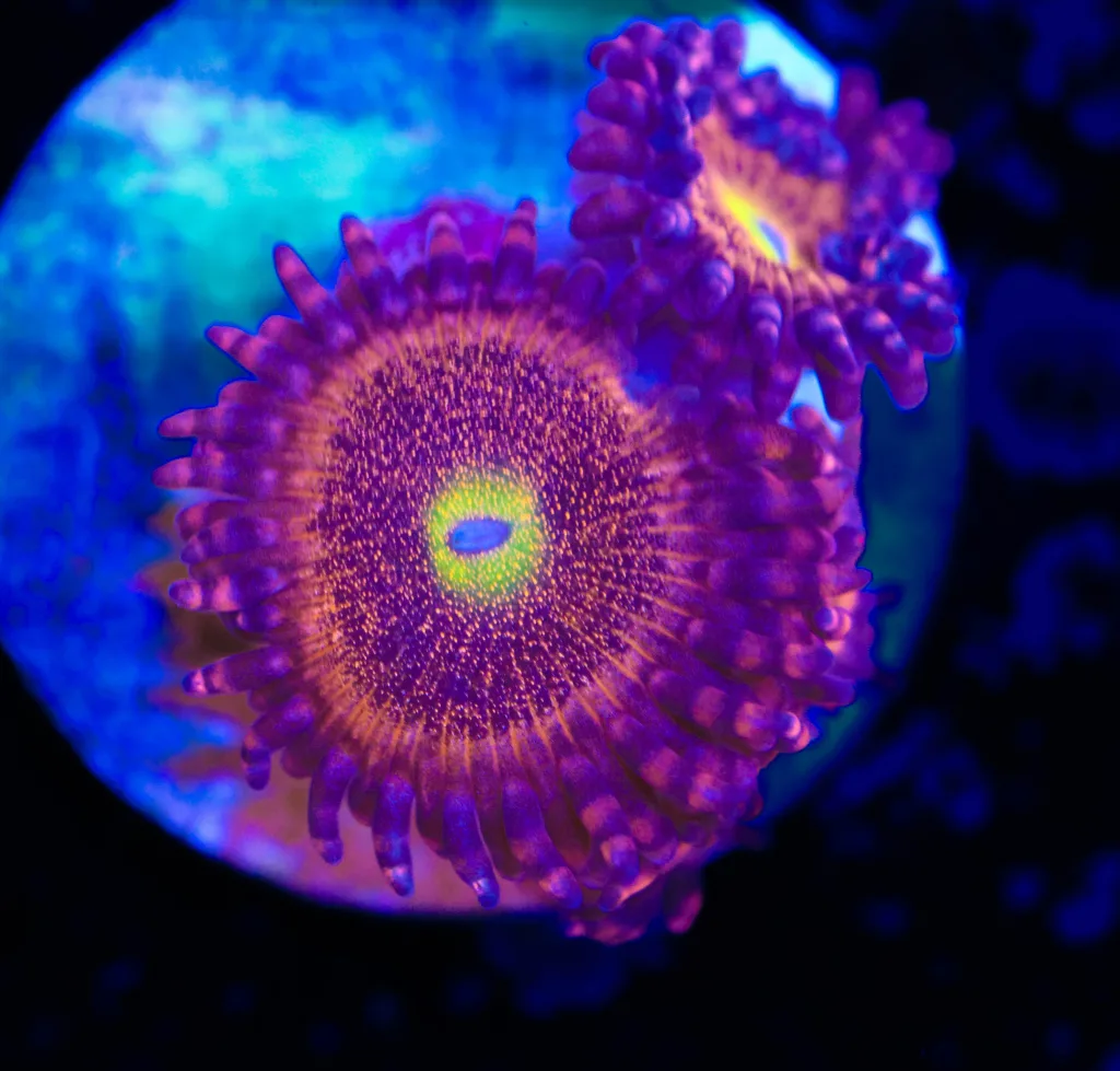 Frag Box Corals