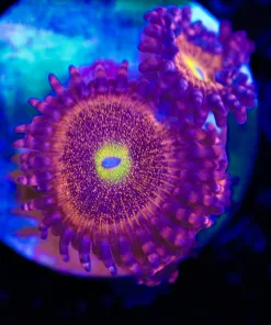 Chong Bong Zoanthid Frag (Row #12)