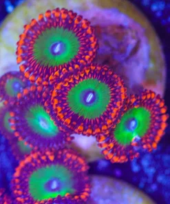 Bowser Zoa Frag (Row #13)***