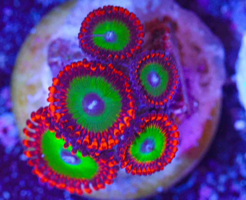 Frag Box Corals